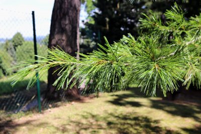 Pinus armandii - borovice armandova - jehlice